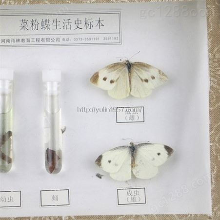 菜粉蝶生活史标本 高校教学标本 干制昆虫标本批发 教学使用