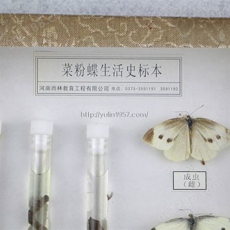 菜粉蝶生活史标本 高校教学标本 干制昆虫标本批发 教学使用