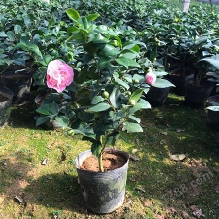 批发#3公分茶花树价格农户专业种植茶花树供应高杆香茶花苗
