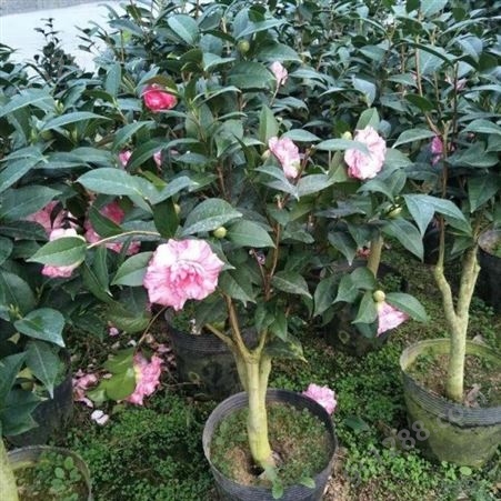 茶花树苗价格树形优美花期长茶花盆栽技术