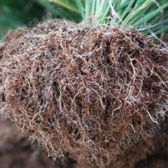 菌类种植栽培使用稻壳 保温覆盖 新鲜干燥无杂陈 早春