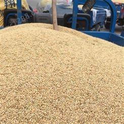 工业燃料稻壳 植被种植保温覆盖稻壳 新鲜干燥无杂尘