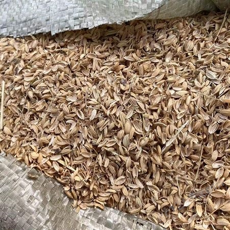 工业燃料稻壳 植被种植保温覆盖稻壳 新鲜干燥无杂尘