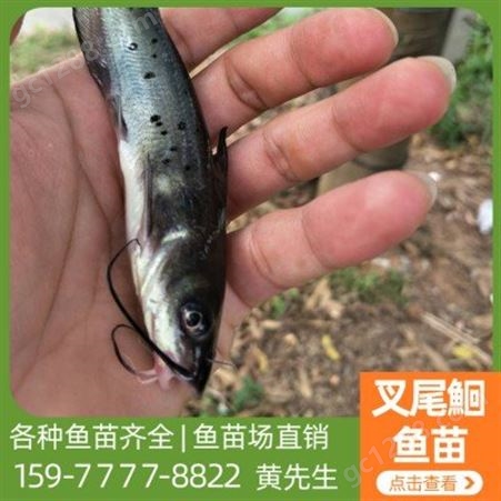 5-7厘米斑点叉尾鮰鱼苗 叉尾鱼现货供应 品种齐全