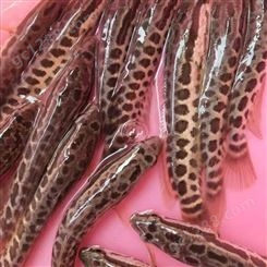 淡水养殖石斑鱼苗 网纹鱼种耐低氧 产量高 全国发货
