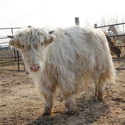 观赏宠物牦牛 改良育肥肉牛 景区观赏骑乘 隆泰养殖场