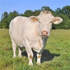 养殖场出售夏洛莱牛 黄牛杂交肉牛 生长快 肉量多 体型大 隆泰