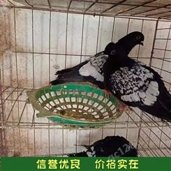 改良脱温育肥观赏鸽种苗养殖基地 适应力强 好养易活