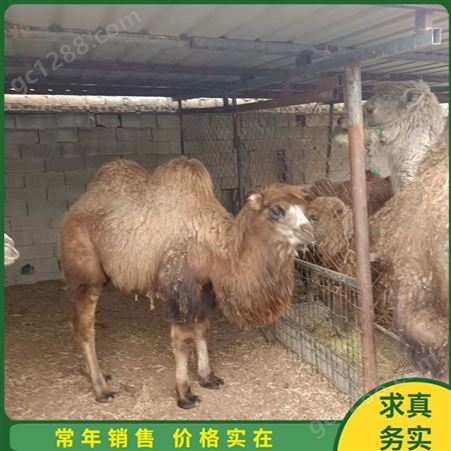 沙漠骑乘拍照骆驼租赁 育肥骆驼苗养殖基地 饲养体系完整