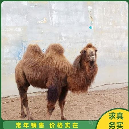 沙漠骑乘拍照骆驼租赁 育肥骆驼苗养殖基地 饲养体系完整