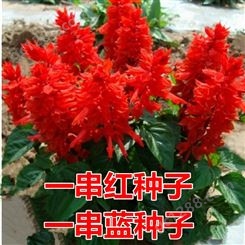 四季播易活一串红花种子春秋播多年生阳台庭院盆栽 一串红花苗