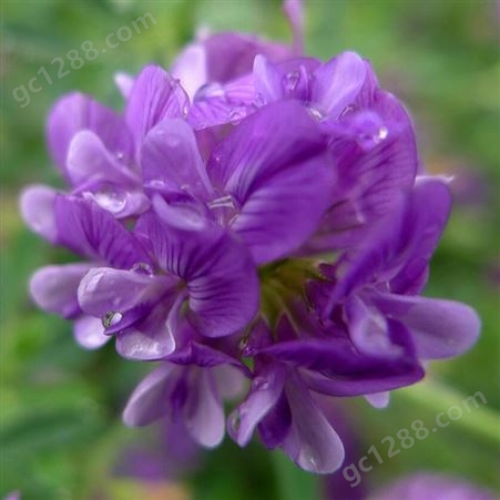紫花苜蓿种子多年生四季南北方牧草籽芽苗菜绿化蜜源绿肥草木犀