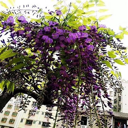 紫藤花苗树苗爬藤屋顶盆栽花园围墙庭院攀援植物紫藤萝量大从优