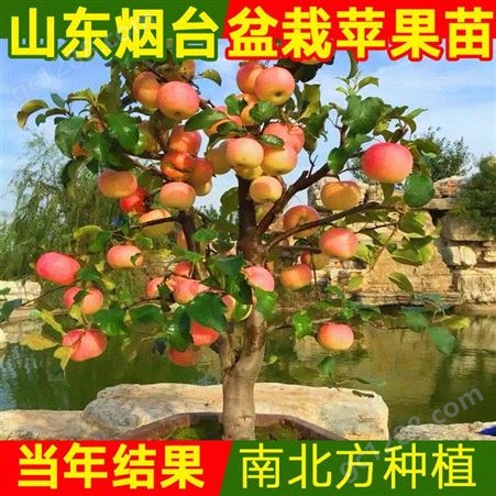 矮化苹果树苗地栽红肉红富士苹果南方北方种植盆栽果树苗当年结果