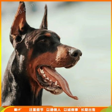 立耳成年杜宾犬 散养杜宾幼犬 适应性好 肌肉发达