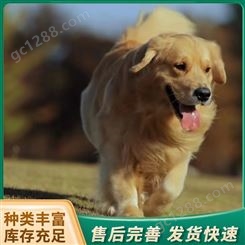 散养改良大型金毛犬 成体护院宠物犬 公母均有身强体壮