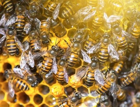 蜜蜂养殖 优质蜂王种 提供养殖技术 回收蜂蜜