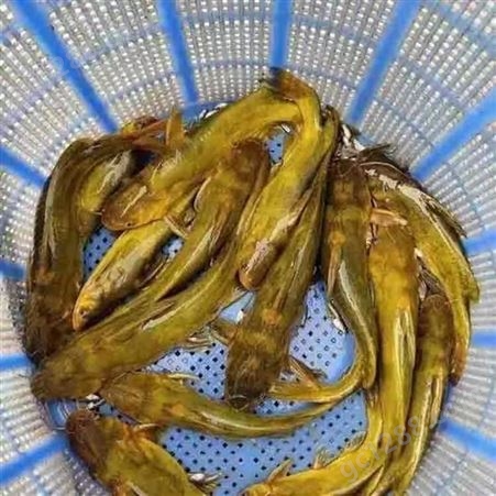 黄骨鱼 提供幼苗 成品回收 长期合作 技术指导