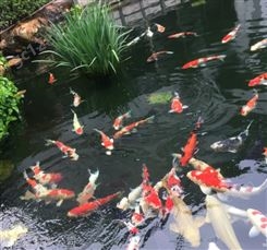 天津市花园锦鲤池塘水处理 解决水质浑浊发绿问题