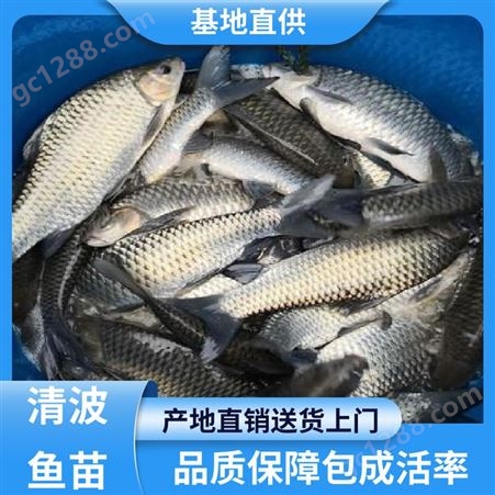 清波鱼养殖 产量高 效益好 耐寒性好 好苗 渔场直出