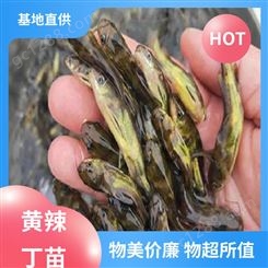 黄辣丁苗出售 优质黄骨鱼 专业淡水鱼养殖 批发渔场
