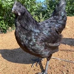 五黑鸡农家放养乌鸡 高产五黑一绿绿壳蛋鸡苗 厂家出售