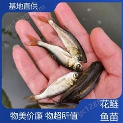花鲢鱼鱼苗养殖 养殖基地直发 渔业批量供应 鲜活健康