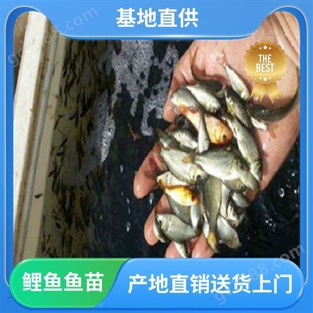 基地直售 养殖周期短 鲤鱼 鱼苗 产量好 包品质 鲜活健康