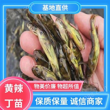 黄辣丁鱼苗 专业淡水鱼养殖 喂养成本低 批发渔场