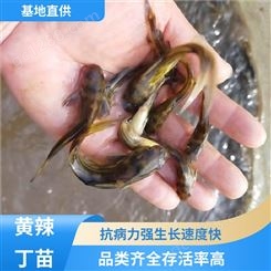 优质黄骨鱼 提供技术支持 批发渔场 黄辣丁鱼苗