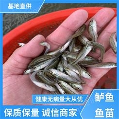 鲈鱼种苗批发 成活率高 2-5cm 快大少病害 生长迅速
