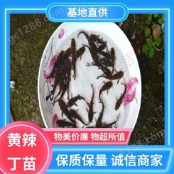 黄辣丁鱼苗 提供技术支持 喂养成本低 基地直售