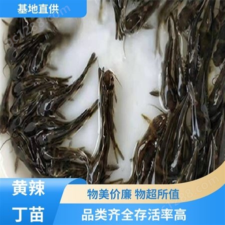 黄辣丁苗出售 优质黄骨鱼 专业淡水鱼养殖 批发渔场