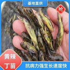 黄辣丁鱼苗 专业淡水鱼养殖 产量好 包品质 批发渔场