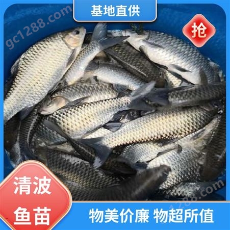 批发清波鱼 8公分 淡水鱼苗 产量高 效益好 支持送货上门 价优