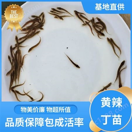 黄辣丁苗出售 水产种苗 提供技术支持 批发渔场