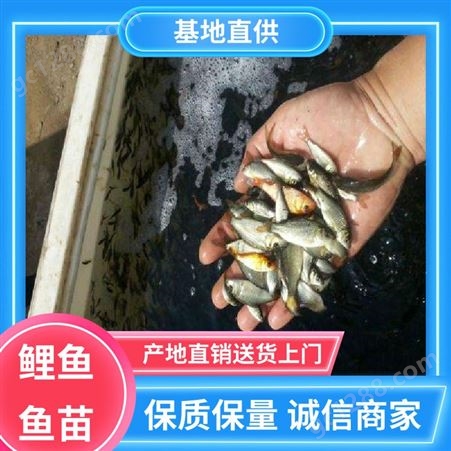 养殖周期短 锦鲤鱼苗 产量好 包品质 坏苗包赔 基地直售