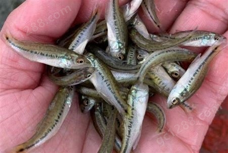 淡水加州鲈鱼苗 全国包邮鲈鱼 苗易生长产量高 送货上门