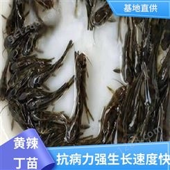 黄辣丁鱼苗 专业淡水鱼养殖 喂养成本低 批发渔场